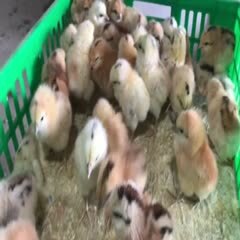 嘉祥县麻羽绿壳鸡苗