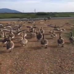 桂平市肉鹅 天然，散养马岗鹅