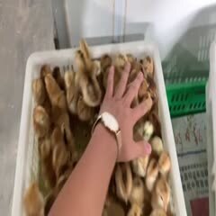 汶上县麻羽高产绿壳蛋鸡苗 母