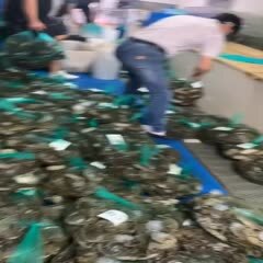 南京固城湖大闸蟹 统货 多规格