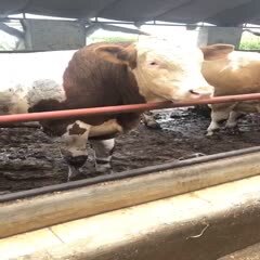科左中旗肉牛  西门塔尔牛  西门塔尔肥公牛，过秤1400斤以上