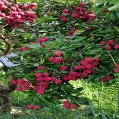 灵山县仙进奉荔枝苗  仙进奉