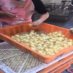 莆田 白番鸭苗
