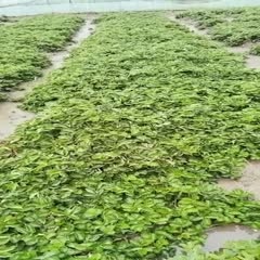 南通甜查理草莓苗  法兰帝草莓苗存活率高味甜