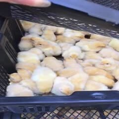 莆田 土鸡苗
