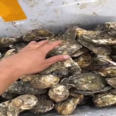 诏安县福建生蚝  有货有价有需要的蚝总可以联系