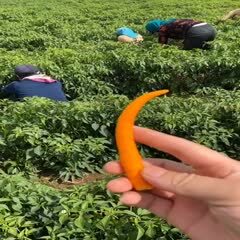 承德 黄贡椒