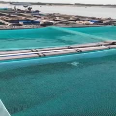 湛江海鲈鱼 目前3000斤，15-18两。10000斤12-15两