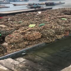 诏安县福建生蚝一手货源批发，可加工半壳