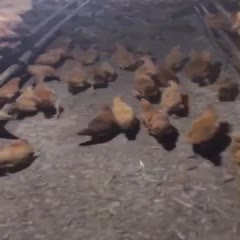 宁波土鸡 2斤以下 统货 