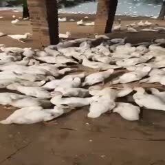 宁波 脱温番鸭苗