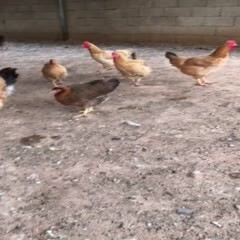 始兴县土鸡 清远麻