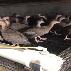 莆田 珍珠鸡苗