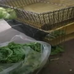 淮安大白鹅苗 600只鹅苗打包发货专用的活禽，周转箱内置蔬菜保证充足水分