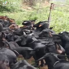 正宗吃山草、满山跑全放养长大的黑山羊，肉质饱满，没一点骚味的