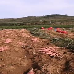山东烟薯25红心糖心烤地瓜一件代发落地配24小时发货包邮