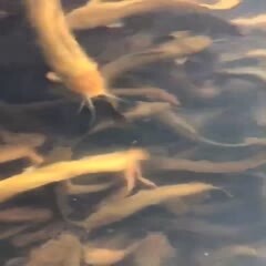 湛江本地塘鲺 鱼颜色够靓够黄