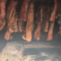 芷江县 不喂饲料全程放养香猪腊肉
