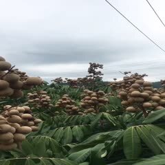 灵山县石峡龙眼苗  四季龙眼苗