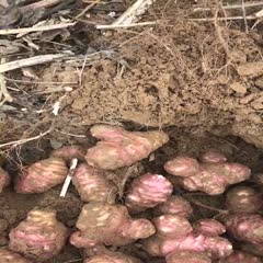 灵宝市白洋姜  洋姜 菊芋 鬼子姜 大量供应新鲜洋姜 基地直供现挖现卖