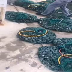 威海海鲜贝类 耳贝自己船打捞