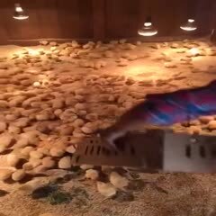 莆田 土鸡苗