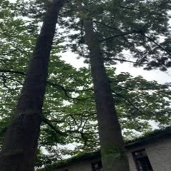 荥经县法国桐树 