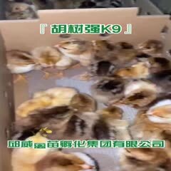 贵阳K9鸡苗  K9（882、901、902）