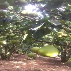 梅州沙田柚 包装好包上车上车价一手货源  产地直供