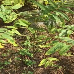 平邑县 红油香椿苗