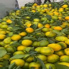 丹江口市武当蜜橘 细皮口感甜