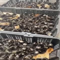 莆田土鸡苗 天牧禽苗供应鸡苗