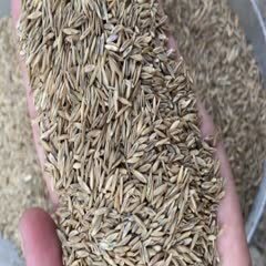 菏泽黑麦草种子 
