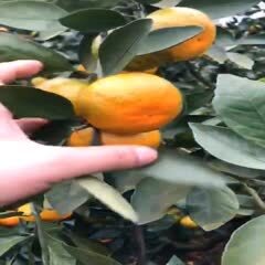 资兴市东江湖蜜橘 东江湖蜜桔