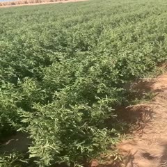 甜叶菊