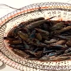 白沙县澳洲淡水龙虾 海南白沙冷泉养的虾