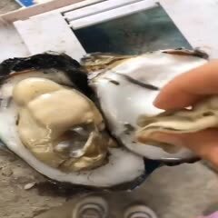 饶平县大亚湾生蚝 本港牡蛎大白蚝脆蚝