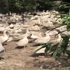 嵊州市白鹅  青年鹅（5一7）斤