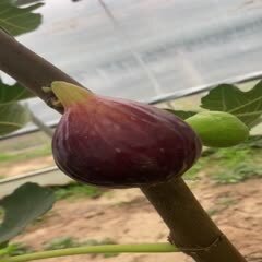 寿光市波姬红无花果 60-70克 