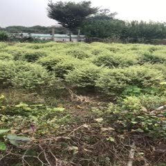 常州花叶女贞 银姬小腊球多多