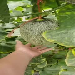 寿光市西州蜜  西周蜜，产地实力代办，保证质量，电商合作！