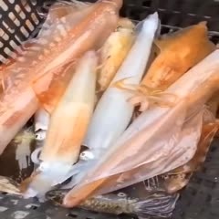 汕尾大管鱿鱼 台海大鱿鱼1-2斤