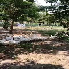 常州白鹅 鹅，年迈的父母在家散养的两年土鹅，常州新北区可以上门来抓