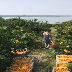 公安县 湖南蜜桔0.28元/斤