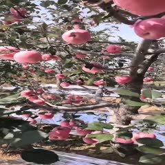 瓦房店市自己家果园大量红富士苹果已经成熟，个头大，口感好，颜色鲜艳