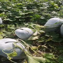 中牟县冬瓜种子  视频当中的冬瓜，都是出自自家经营的种子，全靠口碑