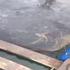 惠东县白姑鱼 大量出售红古鱼各种海鱼一斤到两斤左右量大从优