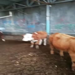 威宁县 小牛犊
