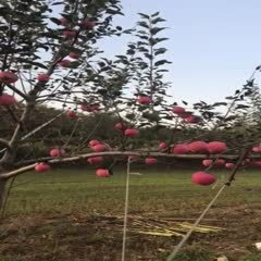 灵宝市灵宝苹果，全红品种