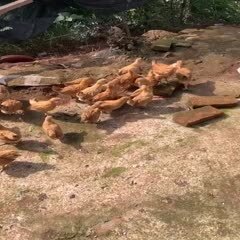 南充 处理脱温红瑶土鸡苗1000只